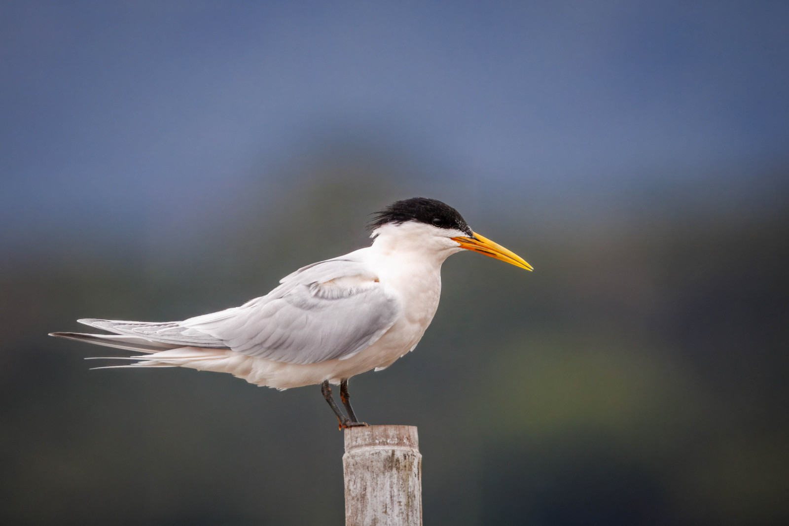 image Cabot's Tern